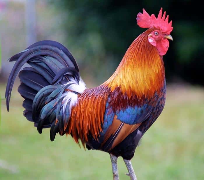 Farm rooster standing outdoors