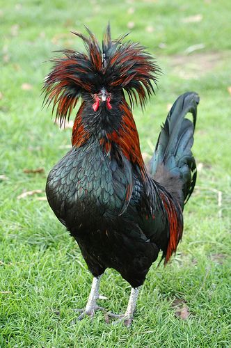 Rooster standing proudly in a grassy farm setting