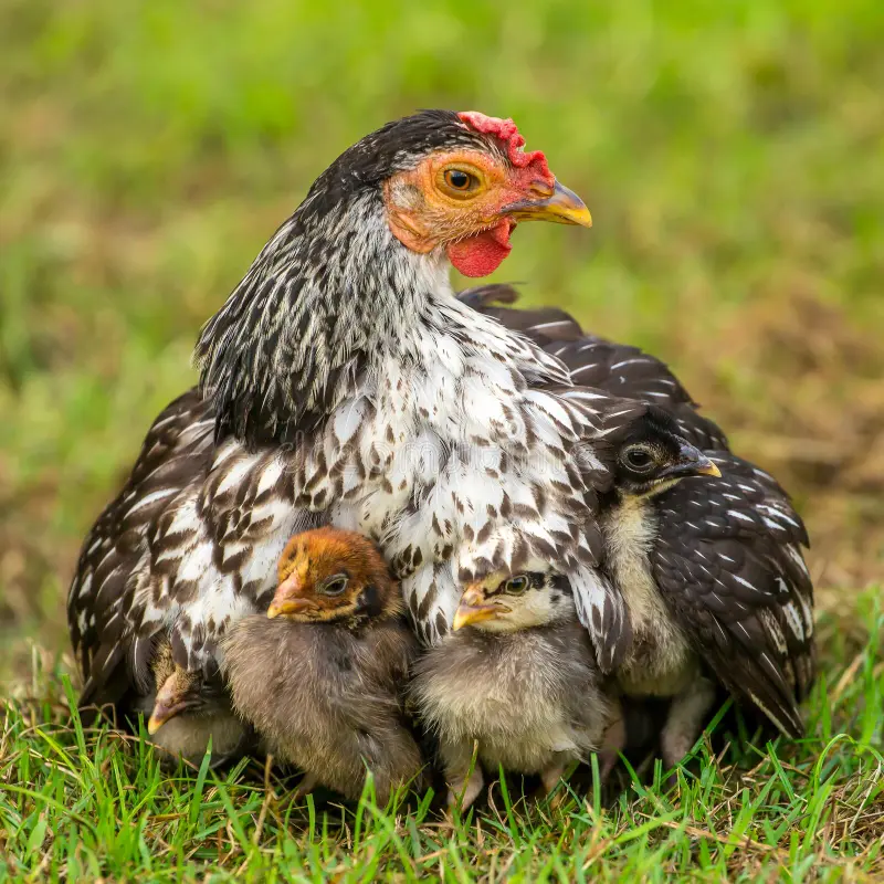 Ready-to-lay hen in a farmyard